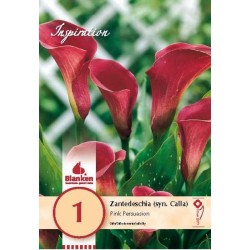 Bulbe de zantedeschia (syn....