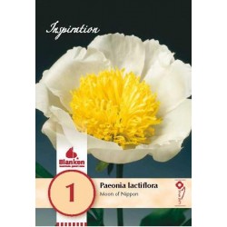 Bulbe de pivoine lactiflora...