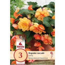 Bulbes de begonia cascade...