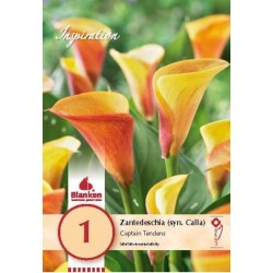 Bulbe de zantedeschia (syn....
