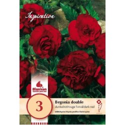 Bulbes de begonia double...