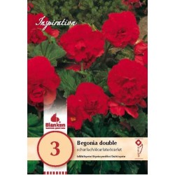 Bulbes de begonia double...