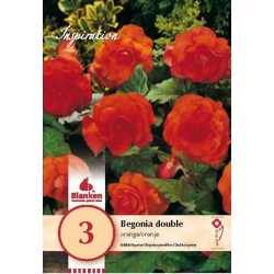 Bulbes de begonia double...