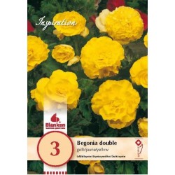 Bulbes de begonia double...
