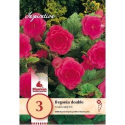 Bulbes de begonia double...