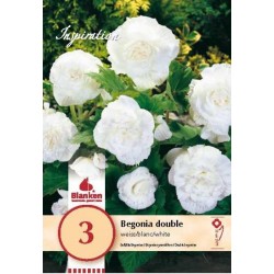 Bulbes de begonia double...