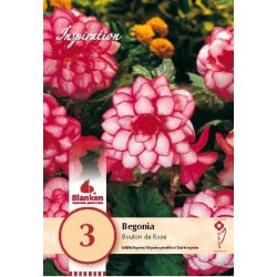 Bulbes de begonia bouton de...