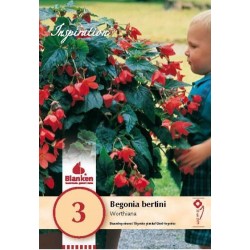 Bulbes de begonia bertini...