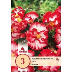 Bulbes de begonia crispa...