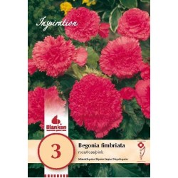 Bulbes de begonia fimbriata...
