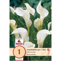 Bulbe de zantedeschia (syn....