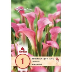 Bulbe de zantedeschia (syn....