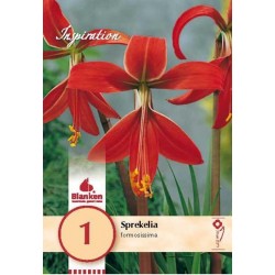 Bulbe de sprekelia...