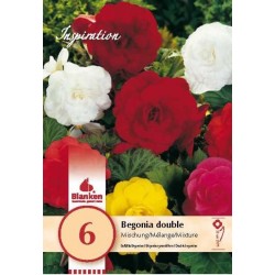 Bulbes de begonia double...