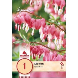 Bulbe de dicentra...