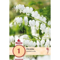 Bulbe de dicentra...