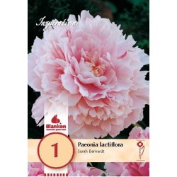 Bulbe de pivoine lactiflora...