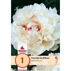 Bulbe de pivoine lactiflora...