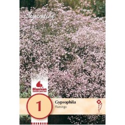 Bulbe de gypsophila...