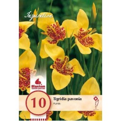 Bulbes de tigridia pavonia...