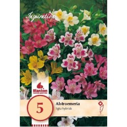 Bulbes de alstroemeria...
