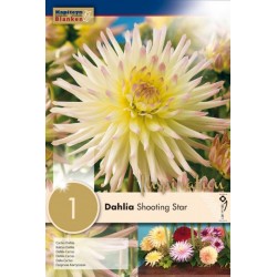Bulbe de dahlia shooting...