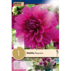 Bulbe de dahlia requiem x 1