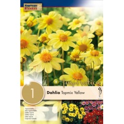 Bulbe de dahlia topmix...