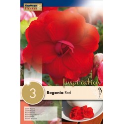 Bulbes de begonia double...