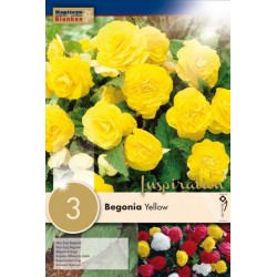 Bulbes de begonia non-stop...