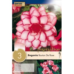 Bulbes de begonia bouton de...
