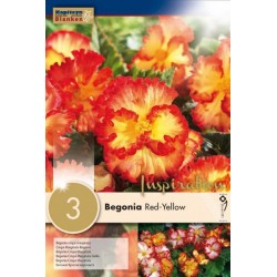 Bulbes de begonia marginata...