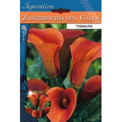 Bulbe d'arum (zantedeschia)...