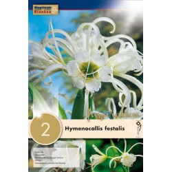 Bulbes d'hymenocallis...