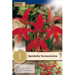 Bulbe de sprekelia...
