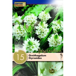 Bulbes d'ornithogalum...