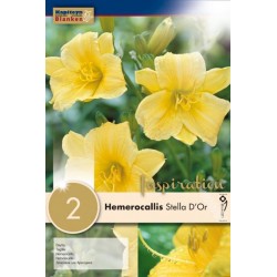 Bulbes d'hemerocallis (lys...