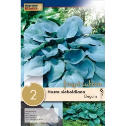 Bulbes d'hosta sieboldiana...