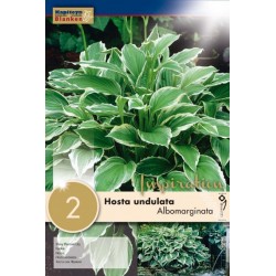 Bulbes d'hosta undulata...