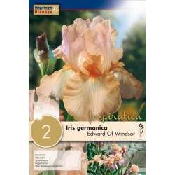 Bulbes d'iris germanica...