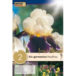 Bulbes d'iris germanica...