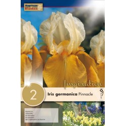 Bulbes d'iris germanica...