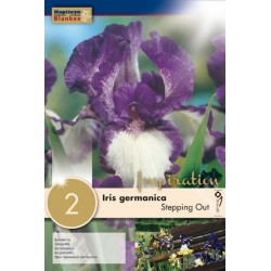 Bulbes d'iris germanica...