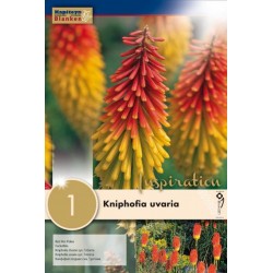 Bulbe de kniphofia uvaria...