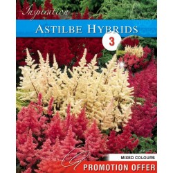 Bulbes d'astilbes en...