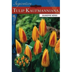 Bulbes de tulipes botanical...
