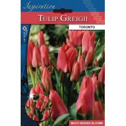 Bulbes de tulipes botanical...