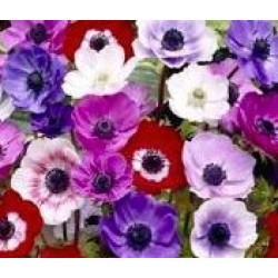 Bulbes d'anemones de caen x 10