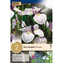 Bulbes d'iris ensata...