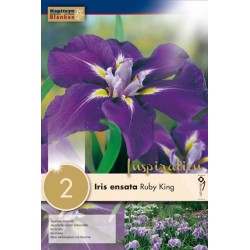 Bulbes d'iris ensata ruby...